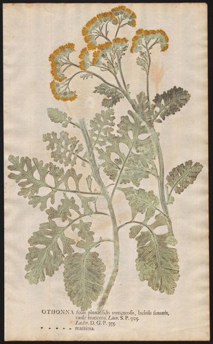Othonna jacobaea maritima - othonna,