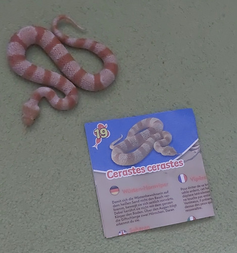 Cerastes cerastes