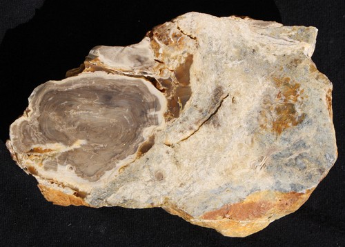 Versteinertes holz aus - holz, ungarn