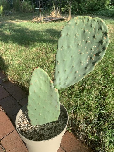 Kaktus opuntia indica - kaktus, großer