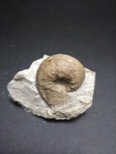 Ammonit Gräfenberg Franken