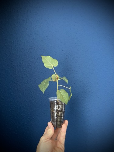 Ficus abutilifolia bonsai - ficus,