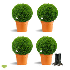 4 Stück Buchsbaum Kugel