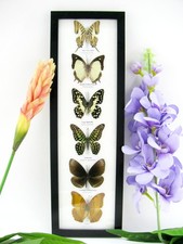 6 echte präparierte