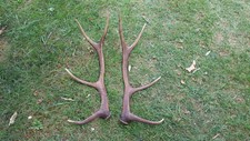 Schönes Kapitales Hirschgeweih 8 Ender Rotwild 2 gleiche gerade  Abwurfstangen
