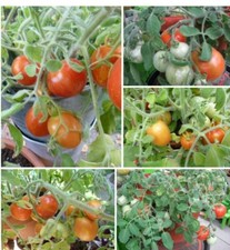 Balkon  Topftomate FUZZI WUZZI fruchtig nussiges Aroma runde Frucht Naschtomate