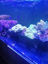 Salzwasseraquarium mit Fische, Korallen, Osmoseanlage, Komplettes Zubehör