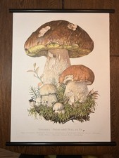 Steinpilz Pilz  Rollkarte Schulwandkarte 50 cm x 70 cm