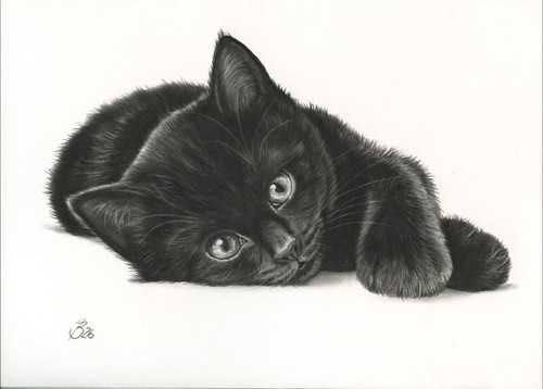 Black cat kitten - black,