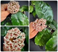 Hoya dasyantha from Vietnam