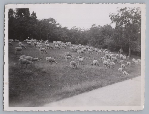 Berlin 1938 schäfer mit - berlin,