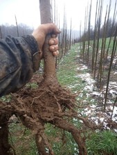 XXL 3m Paulownia Shan Tong