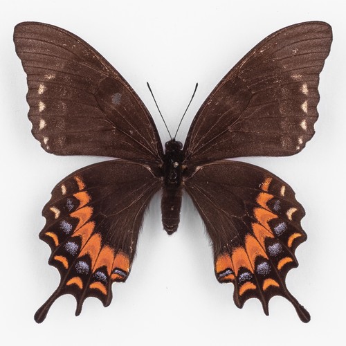Papilio garamas electryon - papilio,
