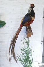 Altes Tierpräparat Goldfasan