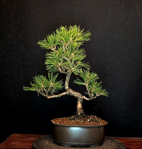 Bonsai zwerg schwarzkiefer - bonsai, zwerg-schwarzkiefer