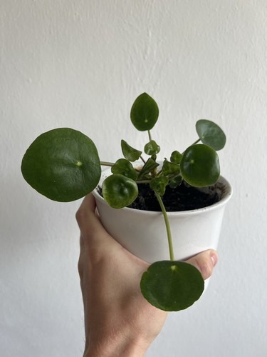 Pilea peperomioides