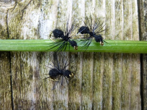 Ant fliege 14 ameise - st.,