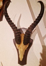 Springbock Antilope Trophäe