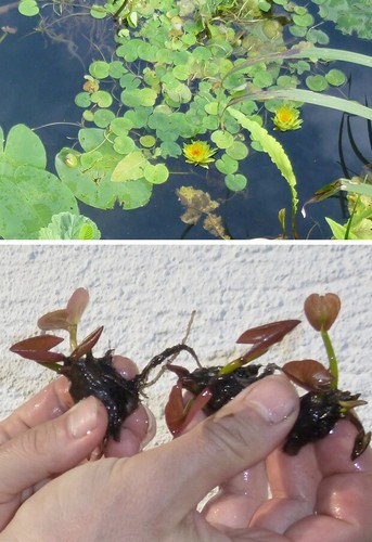 Gelbe zwergseerose für das - zwergseerose,