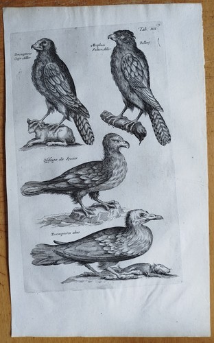 Vögel adler - adler, (t4)