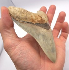 Traumhaft schöner Megalodon Haizahn Sukabumi District Indonesien Hai Zahn TOP