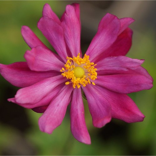 Anemone japonica hybr - anemone, japonica-hybr