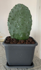 Schöner italienischer Feigenkaktus / Kaktus in grauem Topf mit Untersetzer (2/4)