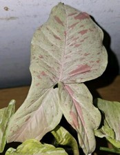 Syngonium Milk Confetti Live