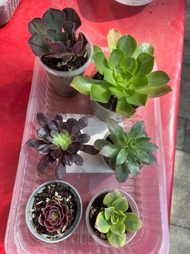 Aeonium sukkulenten paket - aeonium,