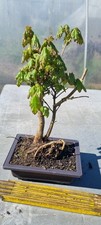 Prebonsai,  Feldahorn  , Acer