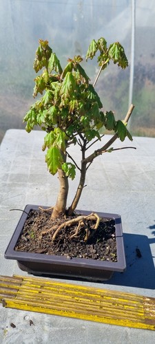 Prebonsai feldahorn acer - prebonsai,, ,