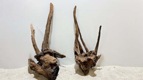 Flusswurzel ähnlich mangrove - ähnlich,