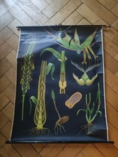 Alte Schulwandkarte Rollkarte