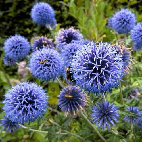 Banater kugeldistel blue - banater, 'blue