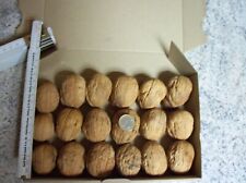 Walnuß  Walnuss  18 Paare Walnussschalen, Walnusshälften Nr. 10