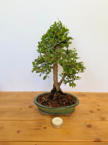 Bonsai japanische ulme - bonsai,