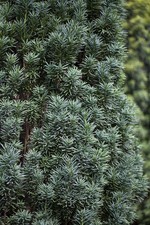 Taxus baccata 'Pirat', Eibe, dunkelgrün, 100–120 cm