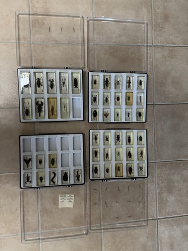 Insekten kunstharz sammlung - insekten,