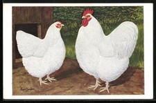 Künstler-AK sign. Kurt Zander: Weiße Orpington 