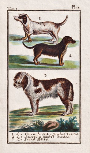 Basset hound hund dog hunde - basset,