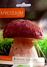 Myzel Steinpilz Boletus Pinophilus 10 Gramm Grundpreis: 150€ pro 100 Gramm