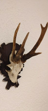 abnormer Rehbock abnormes