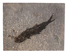 Lias  Pachycormus sp