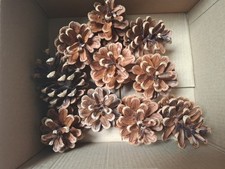 Kiefernzapfen 10 Stück, Höhe