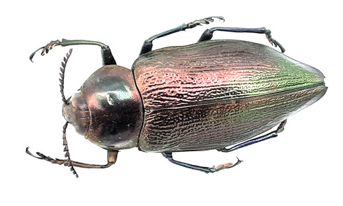 Buprestidae euchroma - buprestidae,,