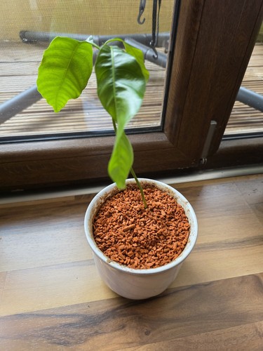 Mangotree mangopflanze - mangotree,,