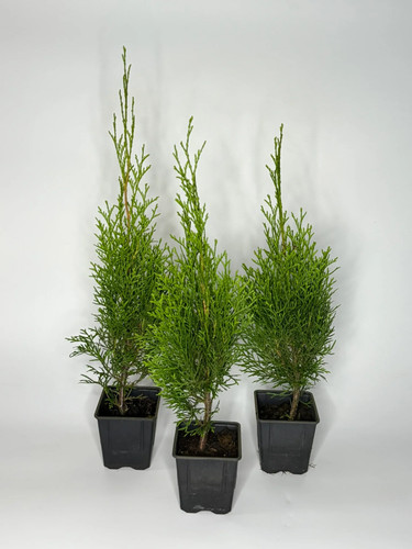 200x thuja smaragd - smaragd, 50-60cm