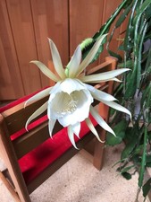 Epiphyllum Cooperi - tolle