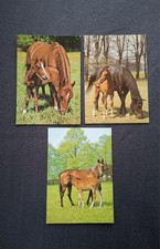 3 AK Pferdepostkarten Trakehner Stute mit Fohlen, Horse