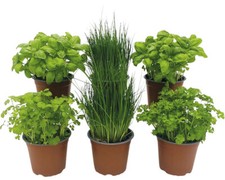 BIO Kräuter Set FloraSelf Bio